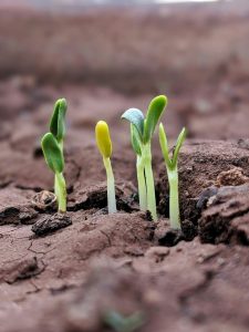 grow